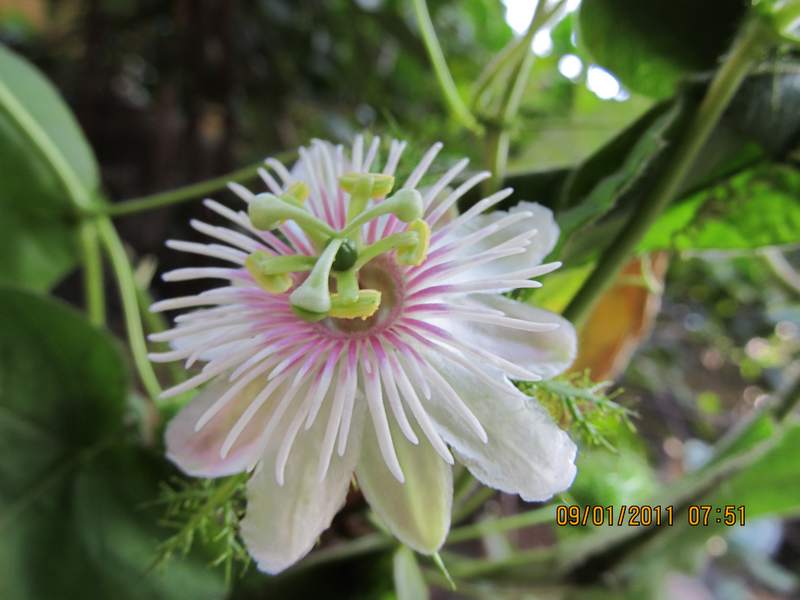 Passiflora Foetida Introduced Eflora Of India 